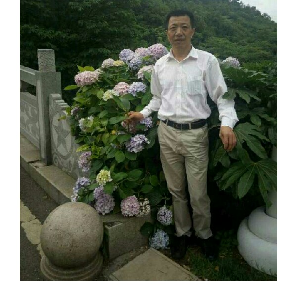 东方一条龙的照片