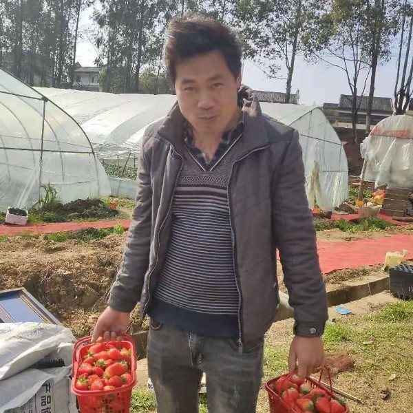 浮生就向日葵的照片