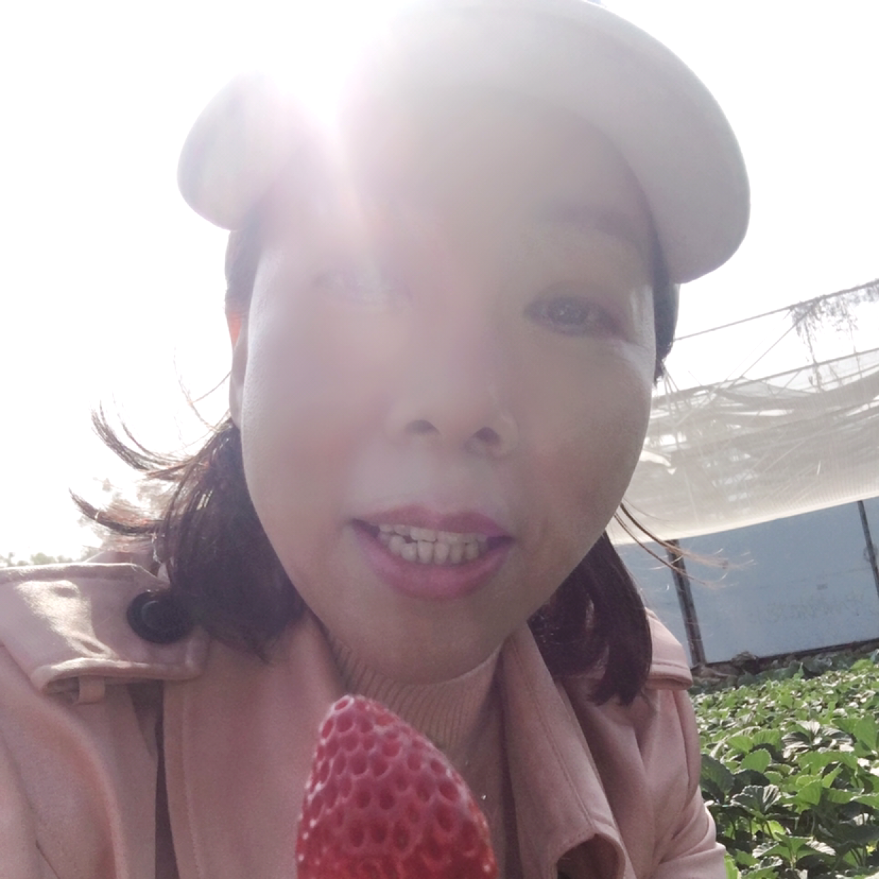 复杂倾心蜜蜂的照片