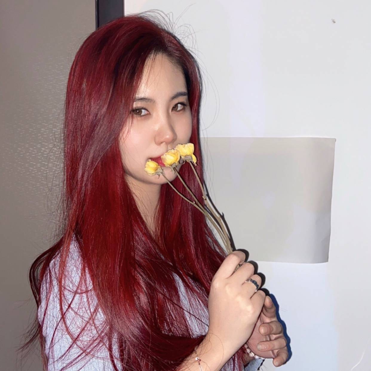傻傻爱恋康乃馨的照片