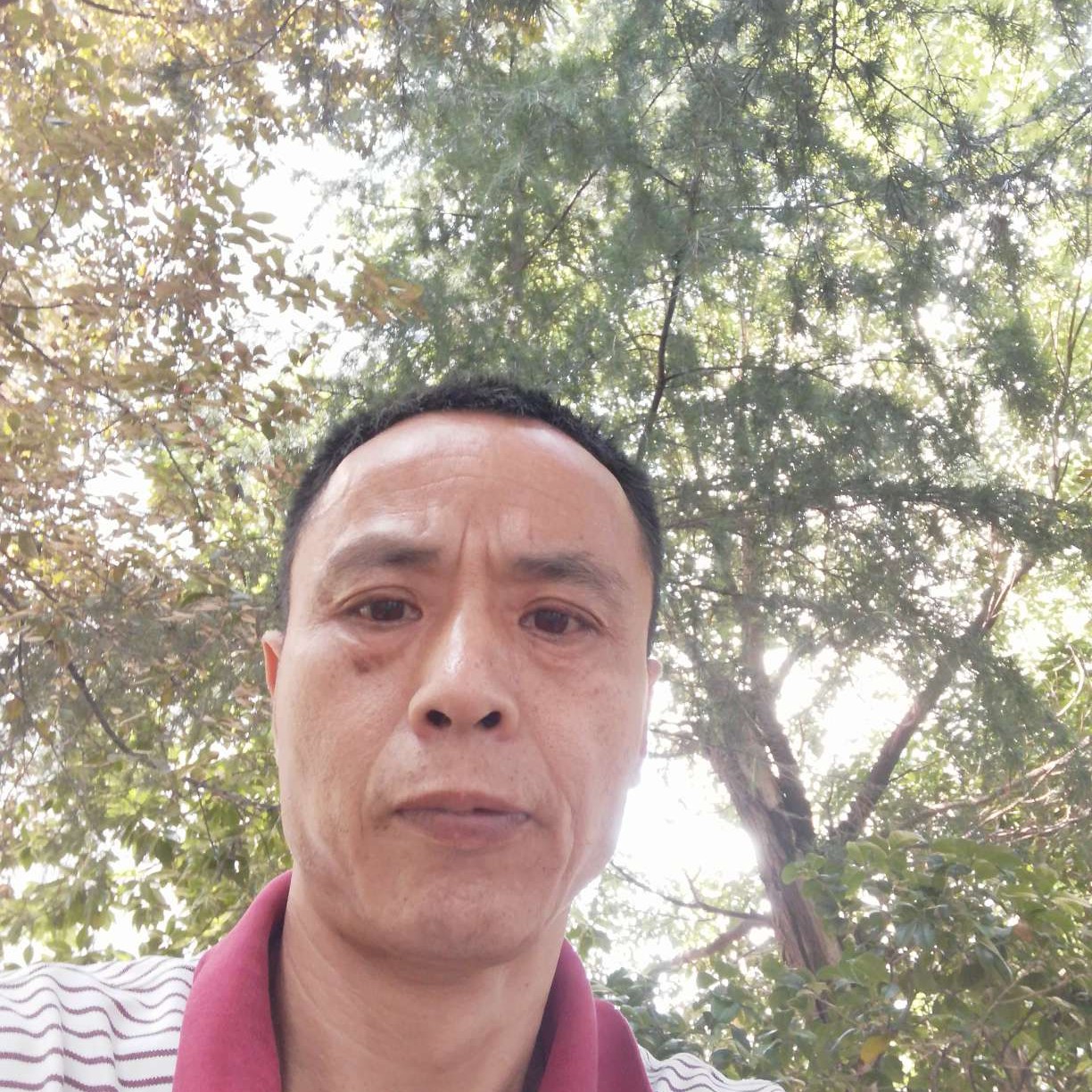 秀丽改变菠萝的照片