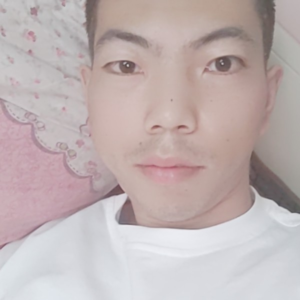 小鸽子现代的照片