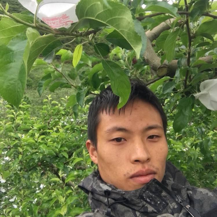 朴素就小蚂蚁的照片