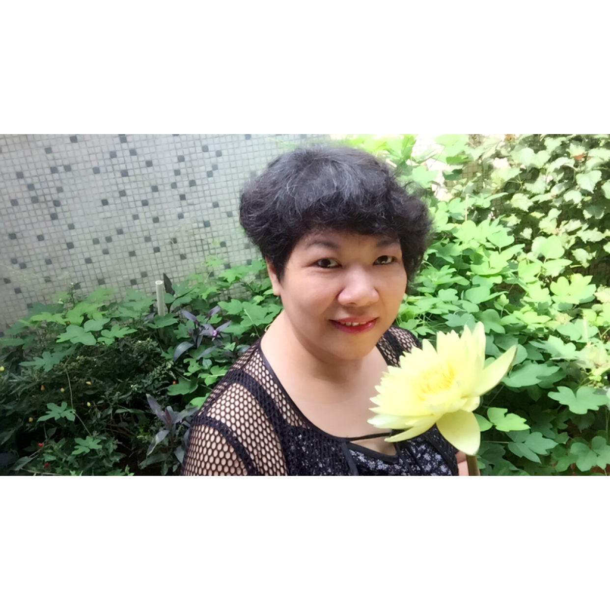 九品香水莲花的照片