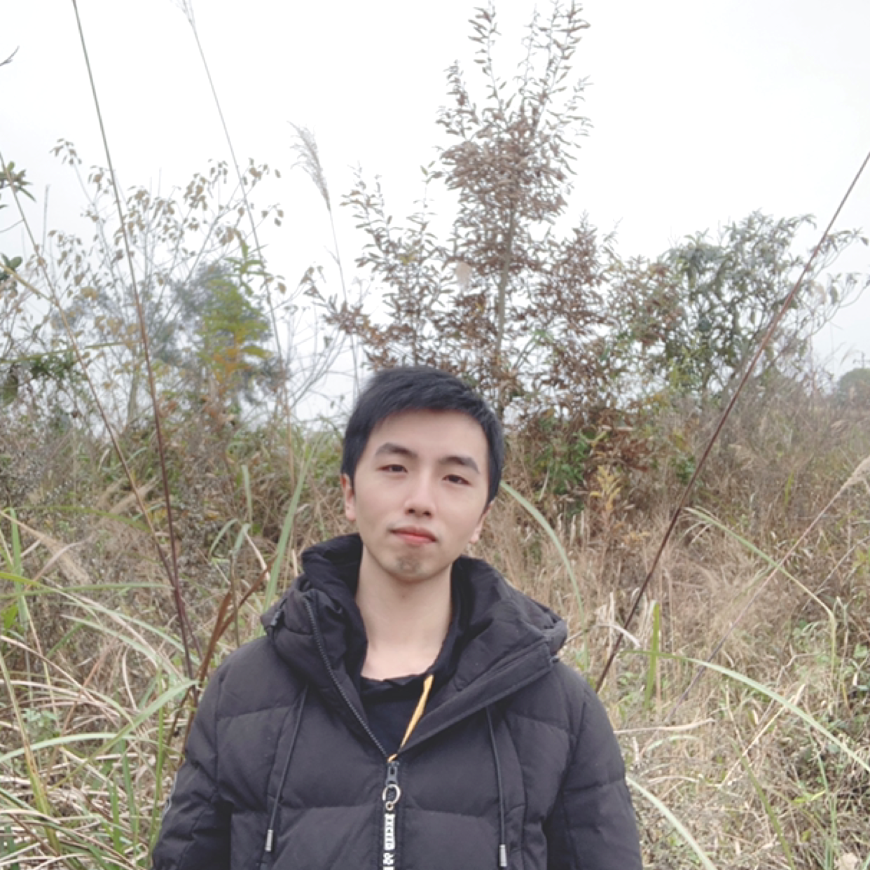 Dendroas的照片