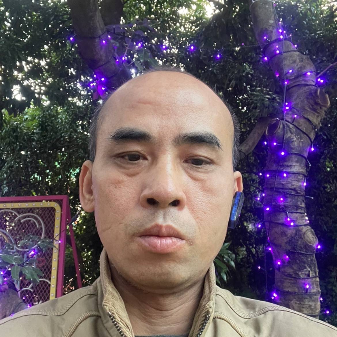 孤独森林狼的照片