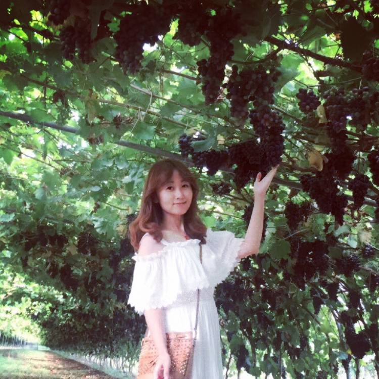 粗暴小海豚的照片