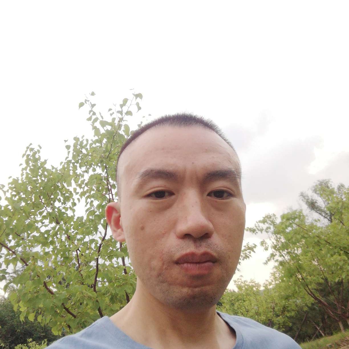 鸿雁筑巢，的照片