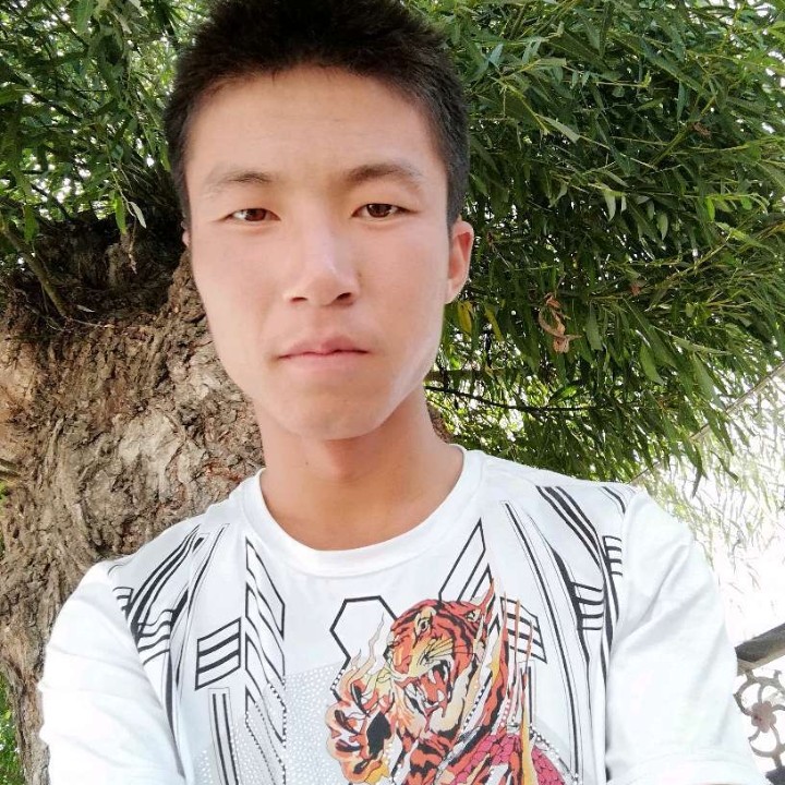 长颈鹿停止疯狂的照片
