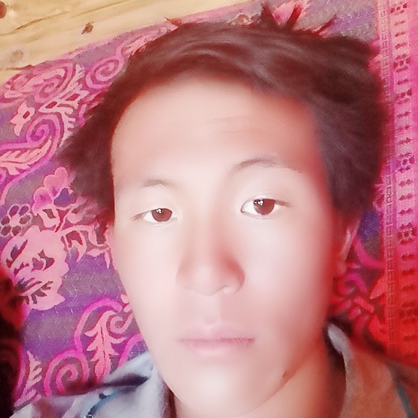 灰狼与漠然的照片