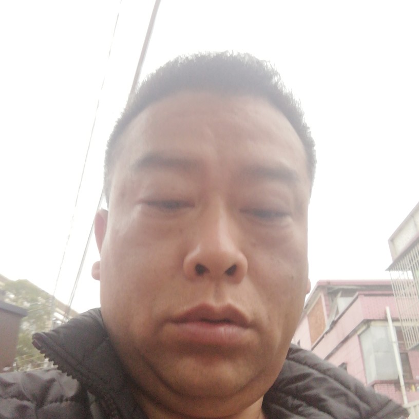 烂漫的含羞草的照片