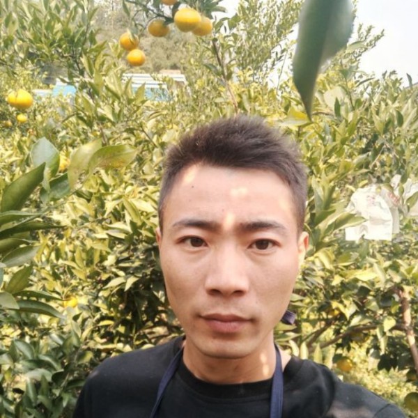 苦瓜甜的的照片