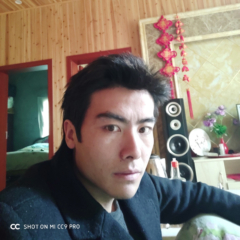 孤独的小马的照片