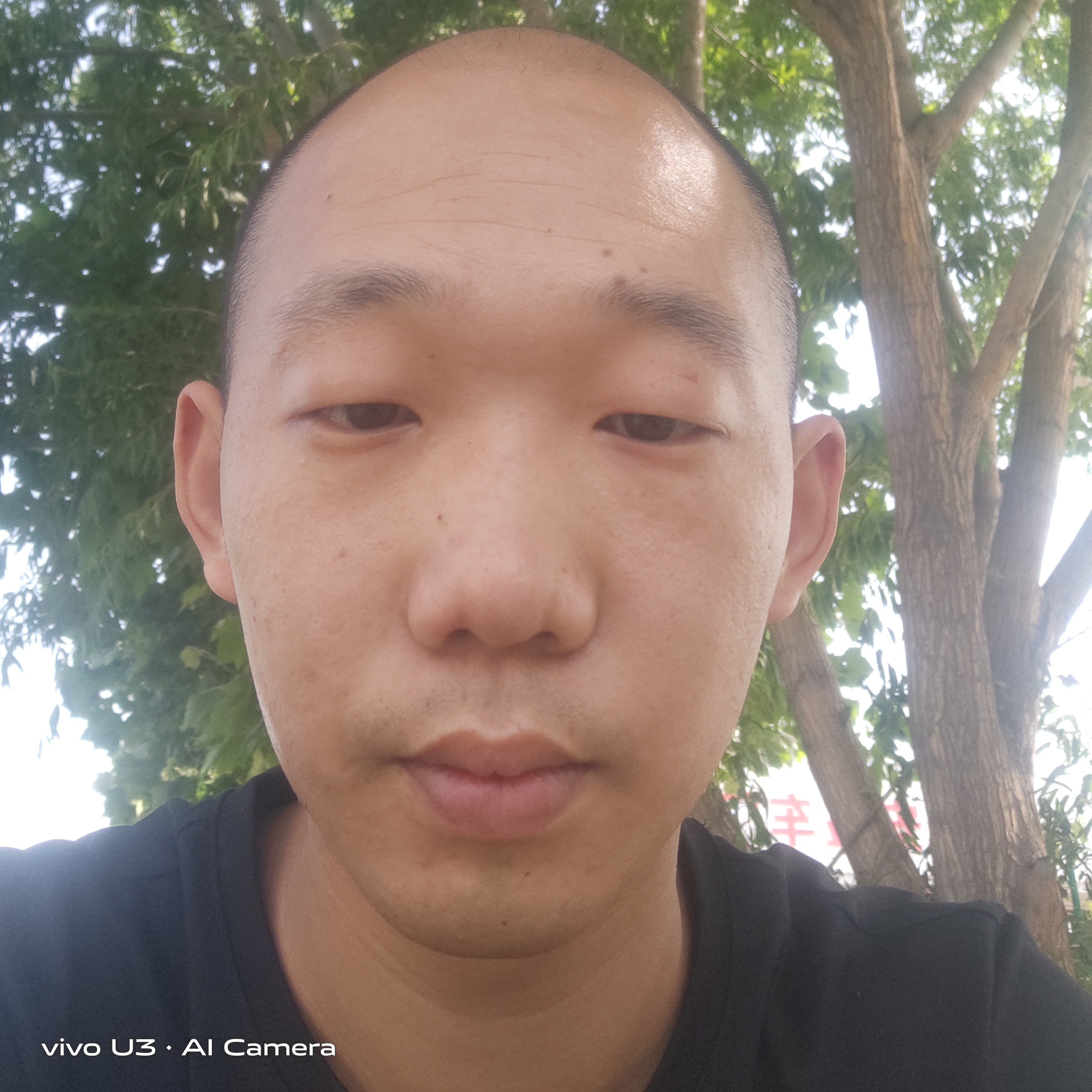 小鸽子倾心冷静的照片