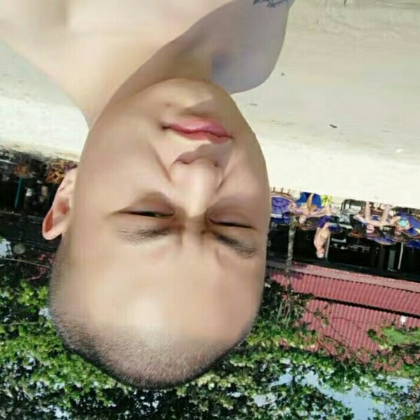 小鸽子踢开放的照片