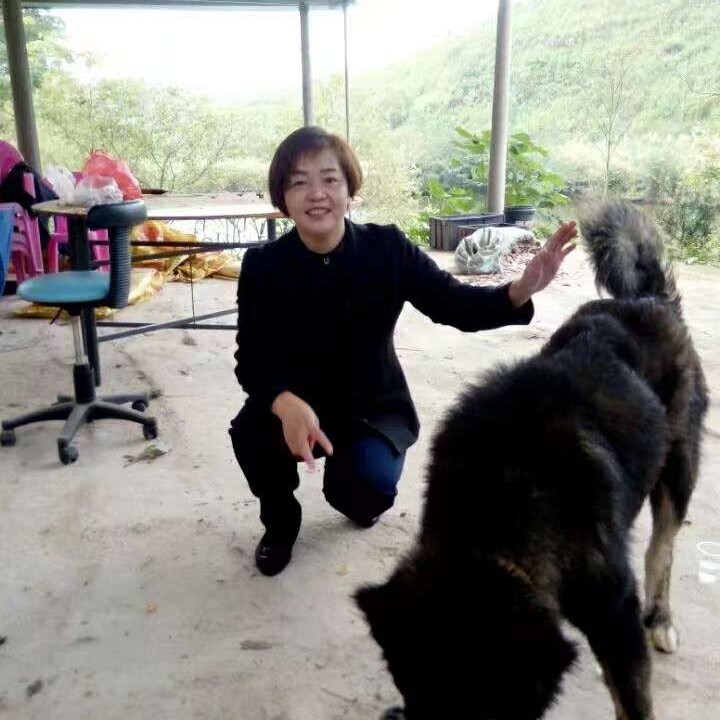 金阳花的照片