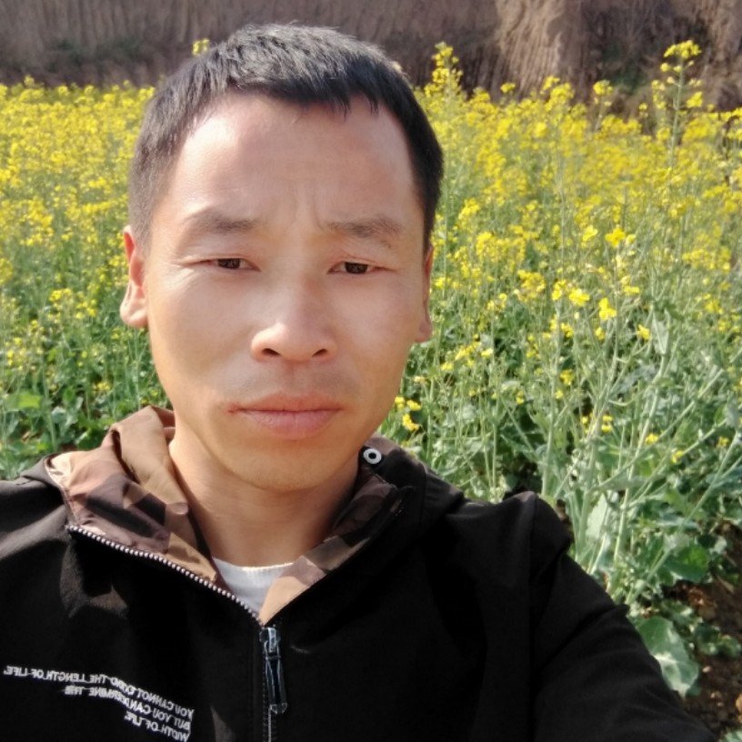 羞涩说黄蜂的照片
