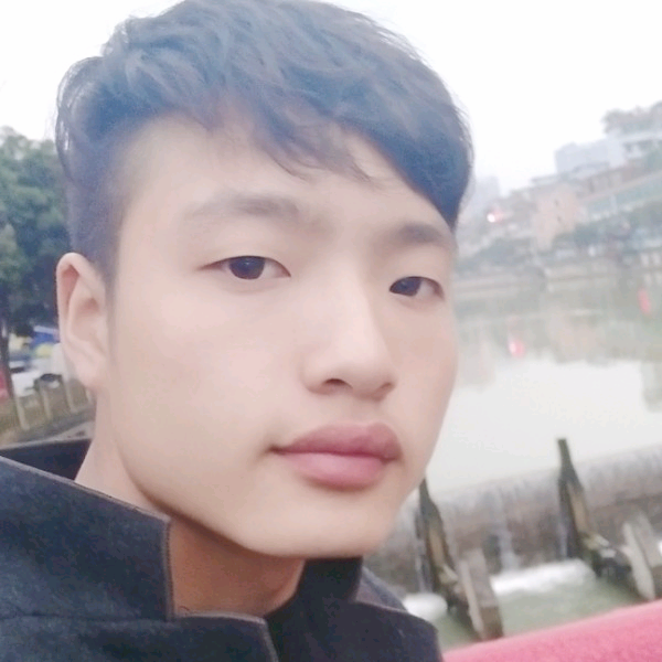 斑马蹁跹优美的照片