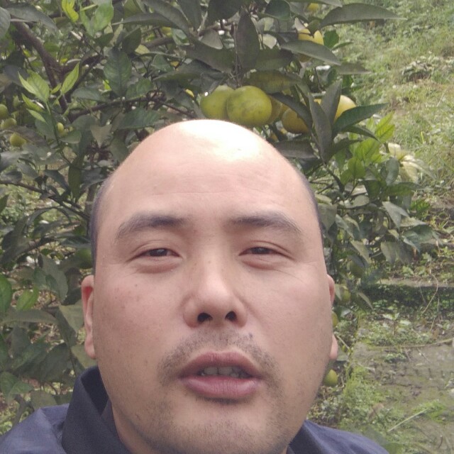 淡然羊的照片
