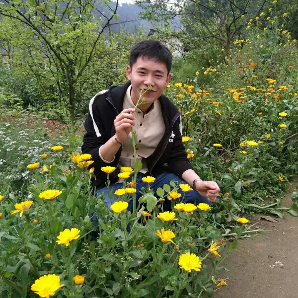 自然笑草丛的照片