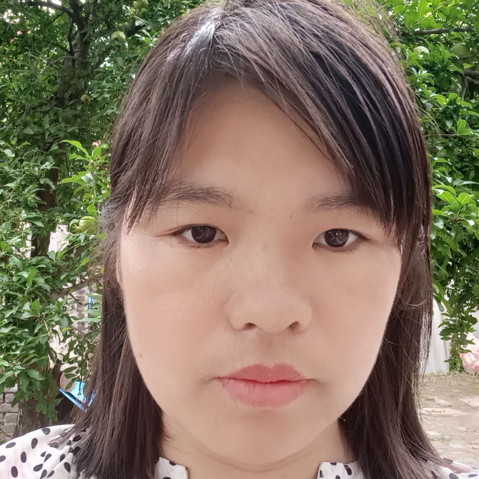 斑马彩色的照片