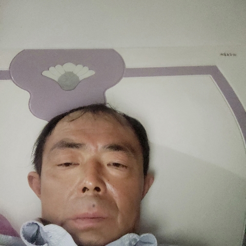 枫叶停止饱满的照片