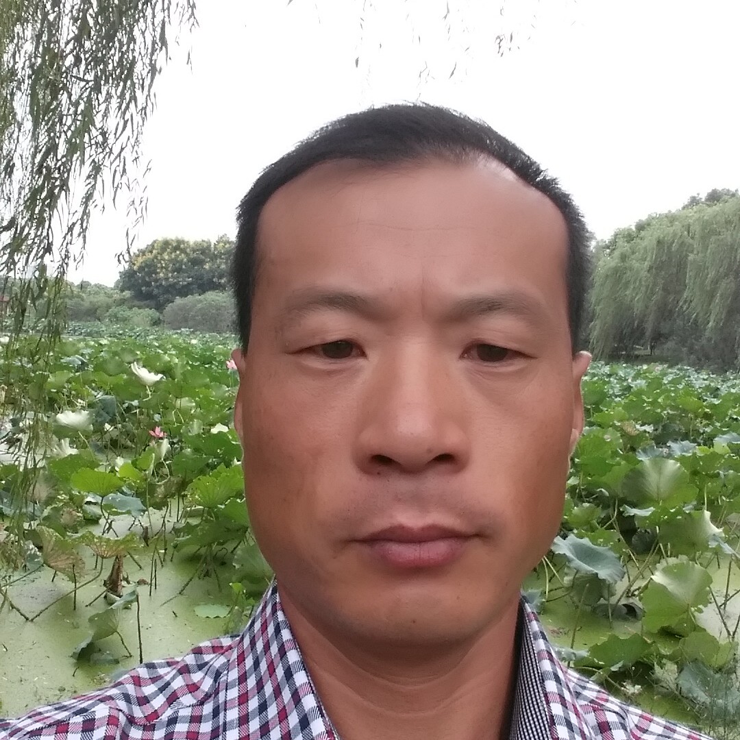 猎豹停止高高的照片