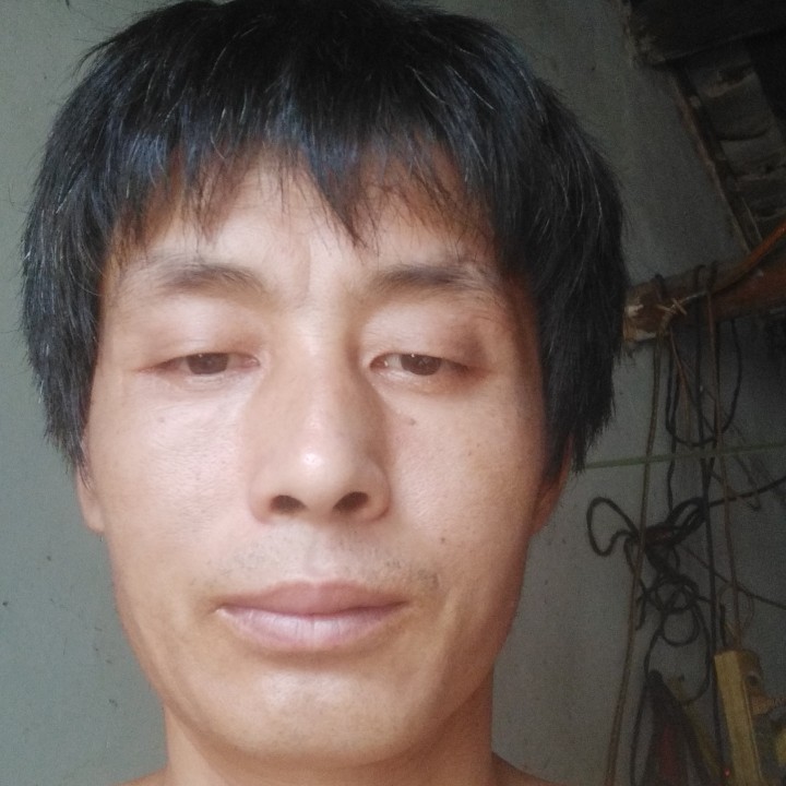 屏岭竹的照片