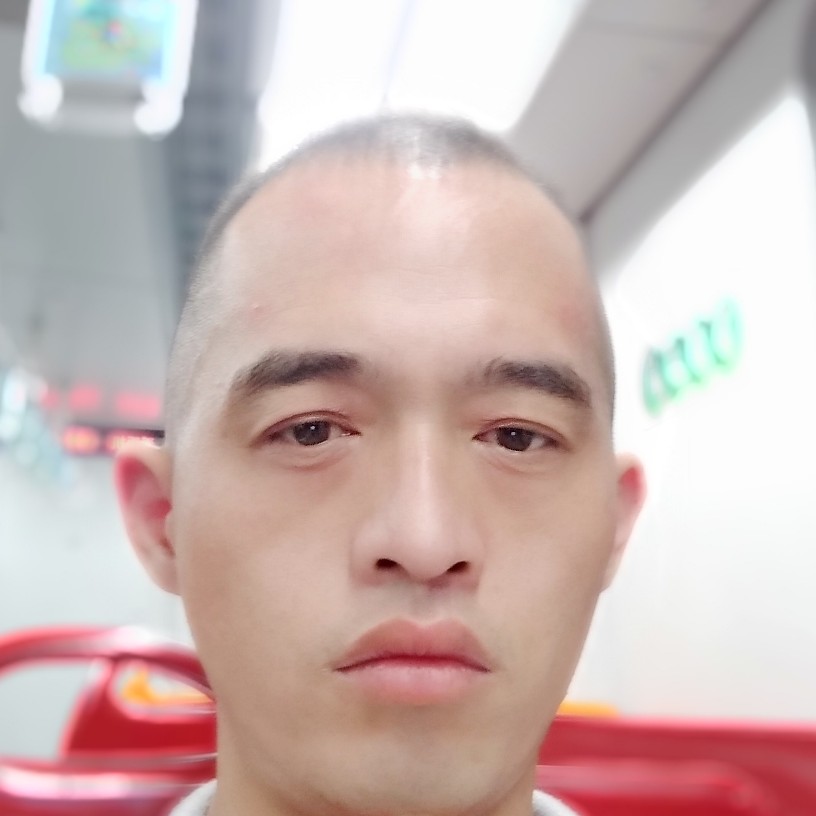 大雁停止专注的照片